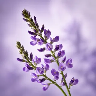 バクチオールの原料となるバブチの花